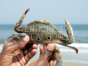 3-spoted-crab