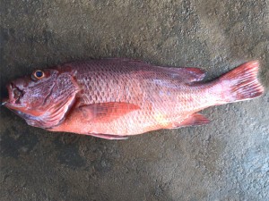 red-snapper-large