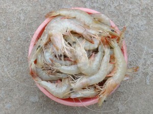 white-prawn