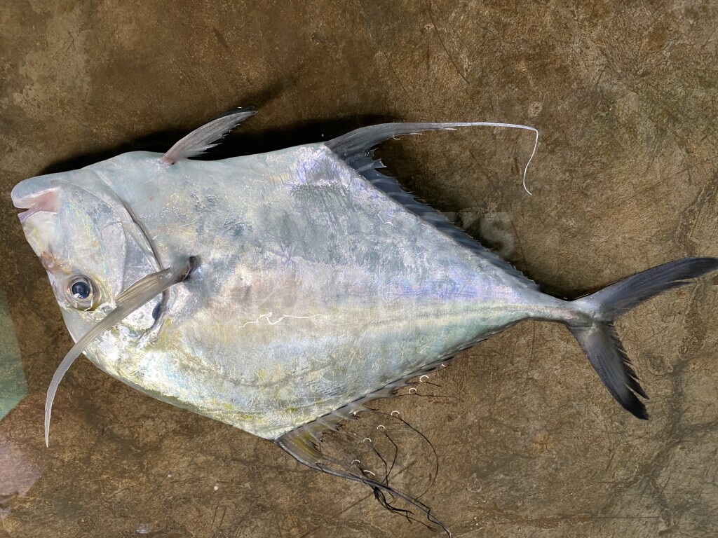 Eseafoods - Fresh fishes home delivery service from Chennai